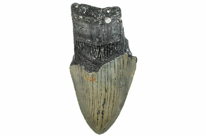 Bargain, Fossil Megalodon Tooth - North Carolina #295463